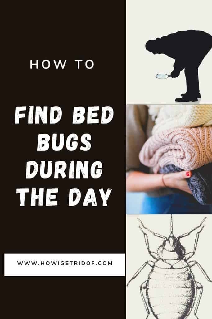 How To Find Bed Bugs During The Day How I Get Rid Of