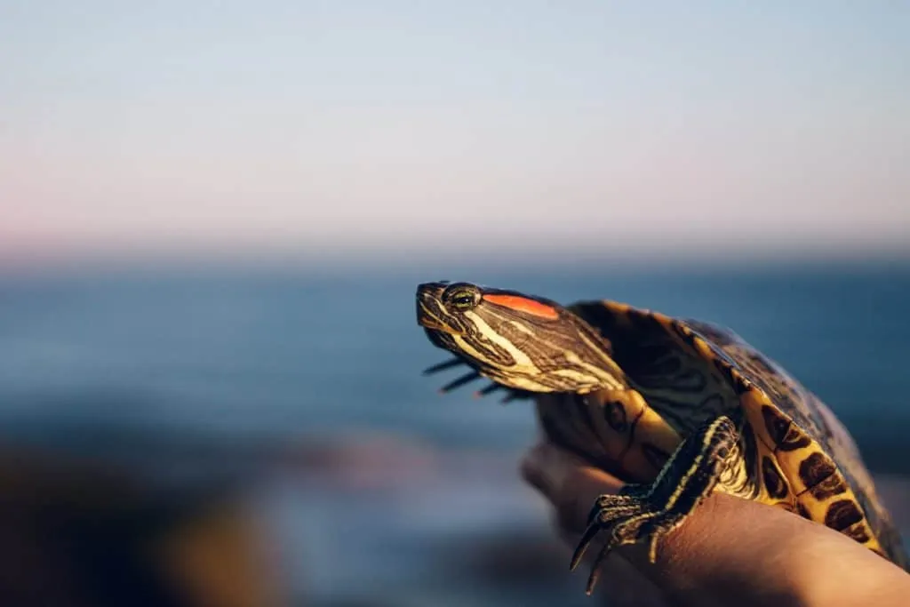 Pic 11 a red eared slider turtle