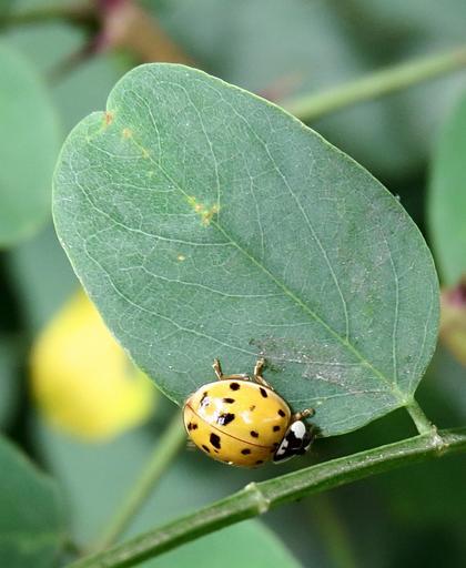 Pic 4 a yellow asian beetle on a leaf Pic 4 a yellow asian beetle on a leaf