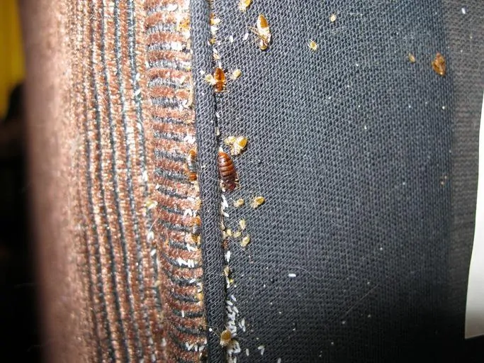 Pic 4 bed bugs and shed skins