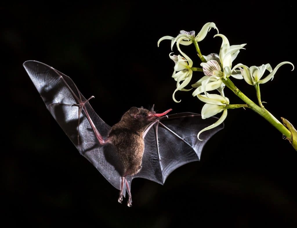 Pic 5 a little brown bat eating nectar