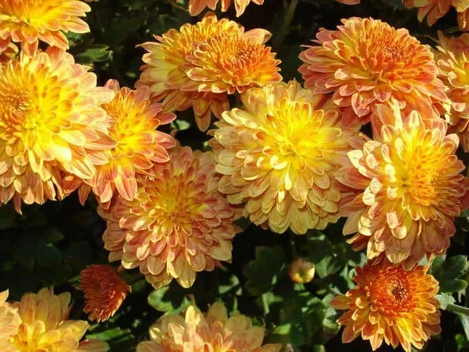 Pic 5 yellow mum flowers