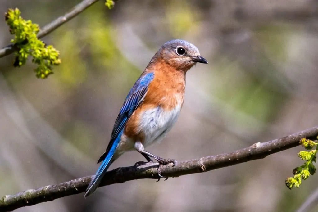 Pic 6 an eastern bluebird