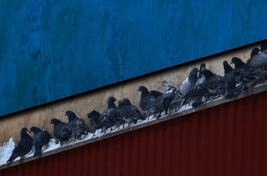 Pic 6 several pigeons on a blue rooftop Pic 6 several pigeons on a blue rooftop