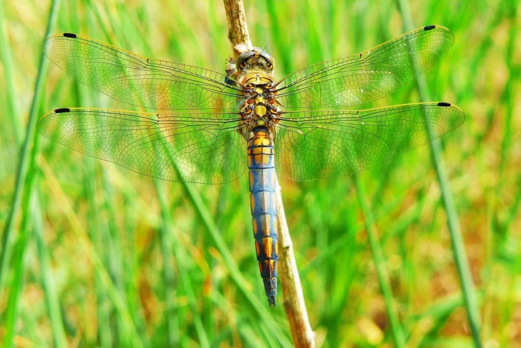 Pic 7 a blue dragonfly Pic 7 a blue dragonfly