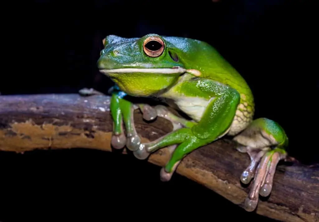 Pic 9 a green tree frog