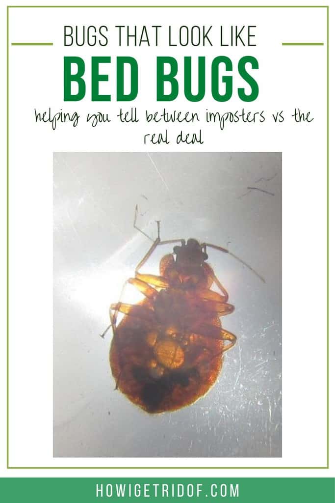 Bugs That Look Like Bed Bugs Bug Identification Guide How I Get Rid Of