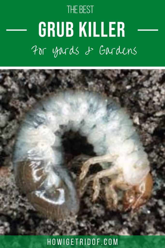 Best Grub Killer For Yards and gardens How I Get Rid Of