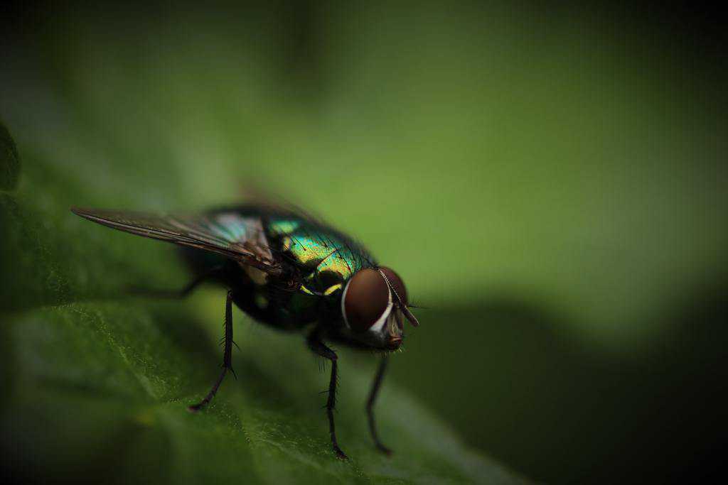 How To Get Rid Of Green Flies How I Get Rid Of