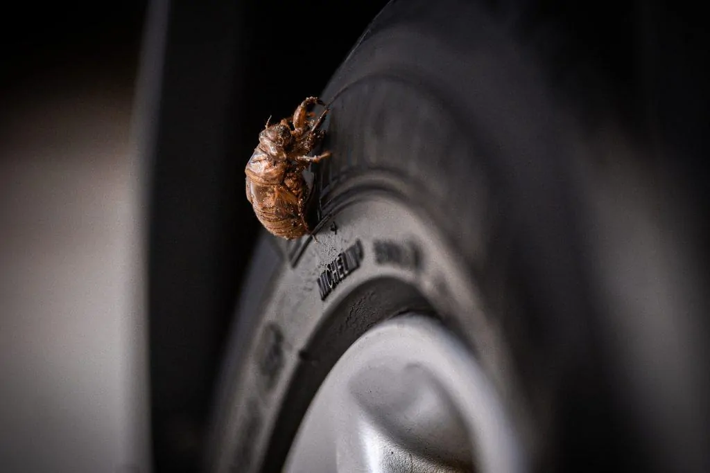 Pic 2 a cicada nymph on a car