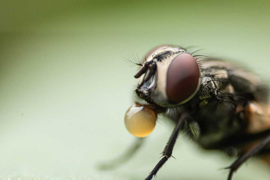 10 Most Common Types Of Flies and How To Get Rid Of Them How I Get Rid Of