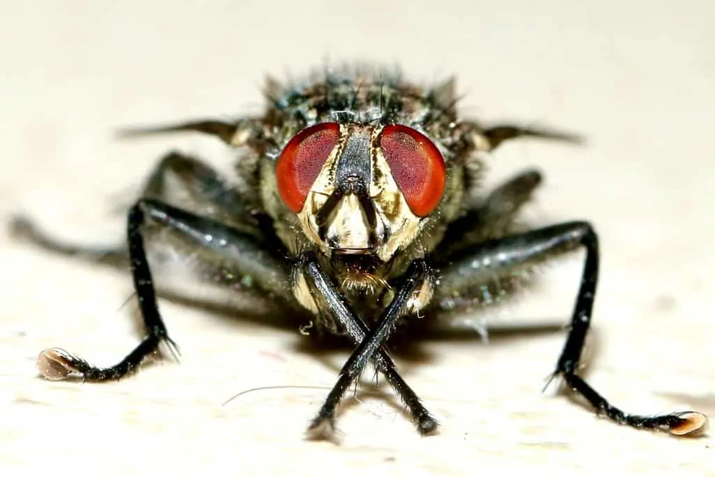 Pic 4 a flesh fly up close