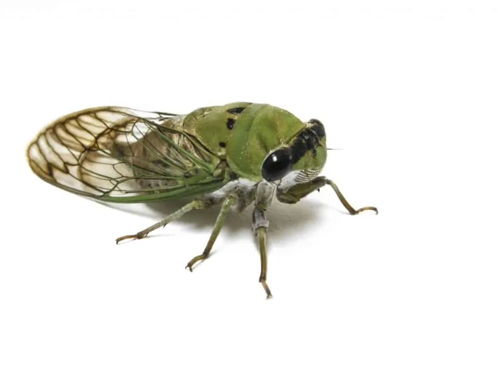 Pic 4 a green cicada