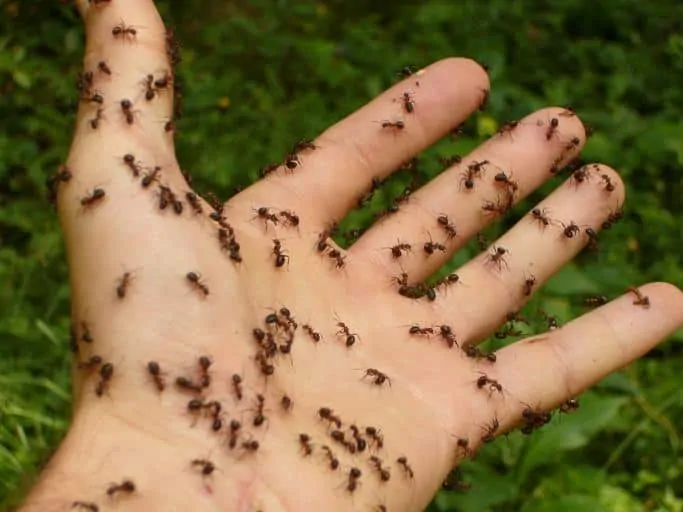 Pic 4 a mans hand with ants