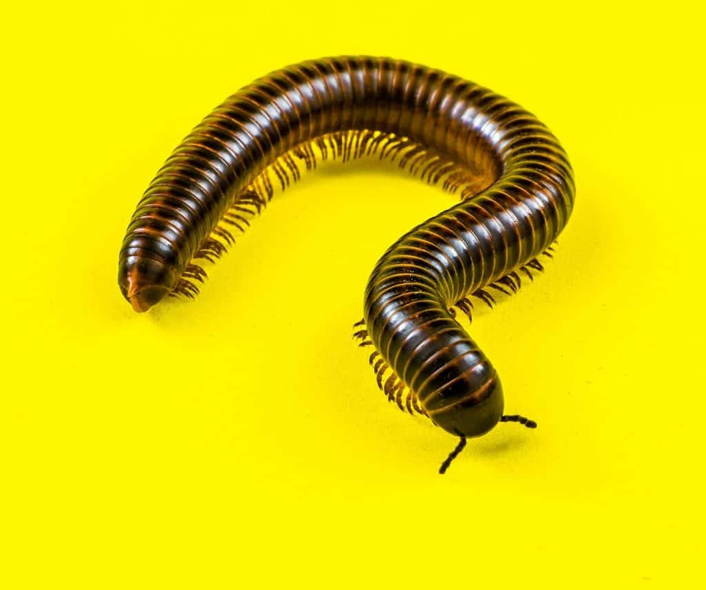 How To Get Rid Of Millipedes Home Remedy - Antonelli Opuriank47