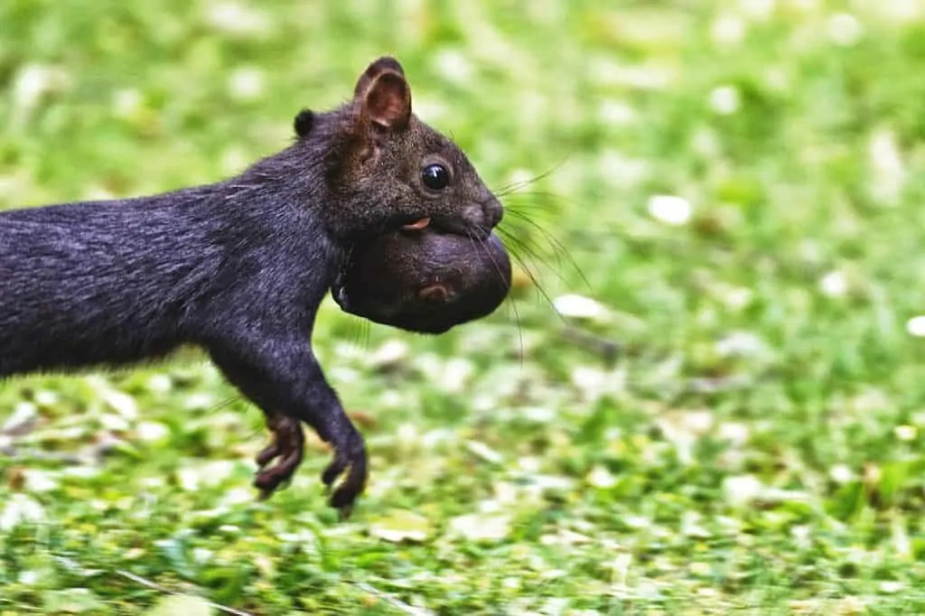 Pic 5 a black mother squirrel and her baby