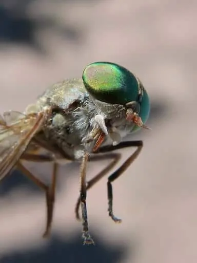 Pic 6 a horsefly