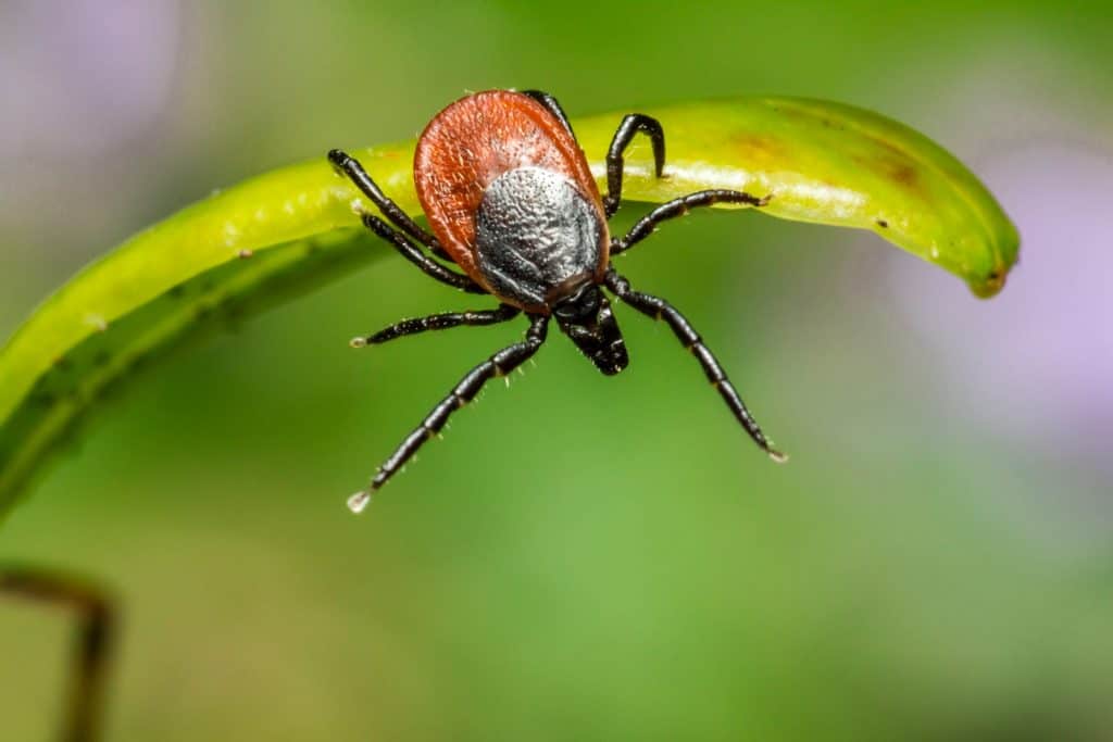 Pic 7 a brown and black tick on a blade of grass