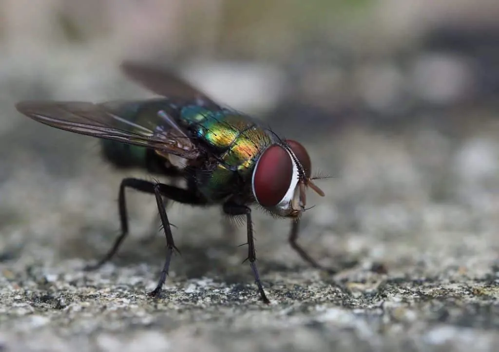  Pic 7 une mouche verte dans la saleté