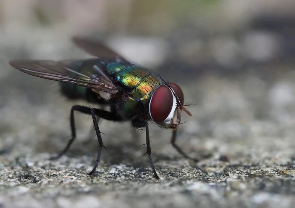 Pic 7 una mosca verde en tierra