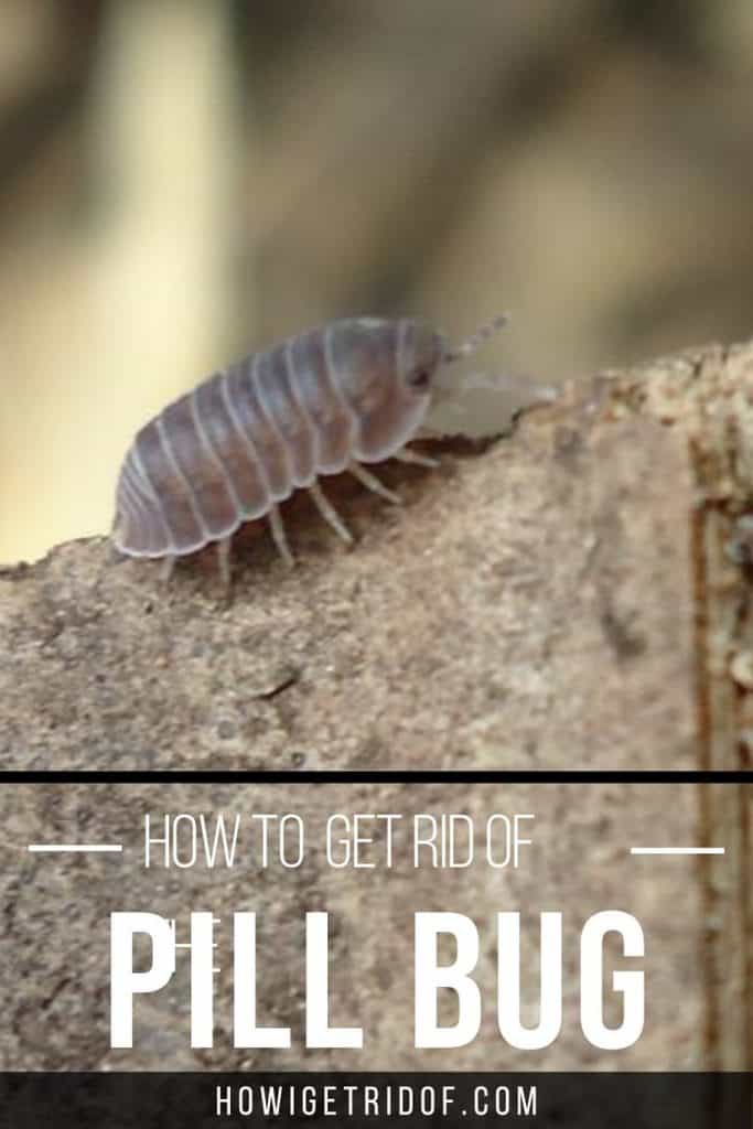How To Get Rid Of The Pill Bug - How I Get Rid Of