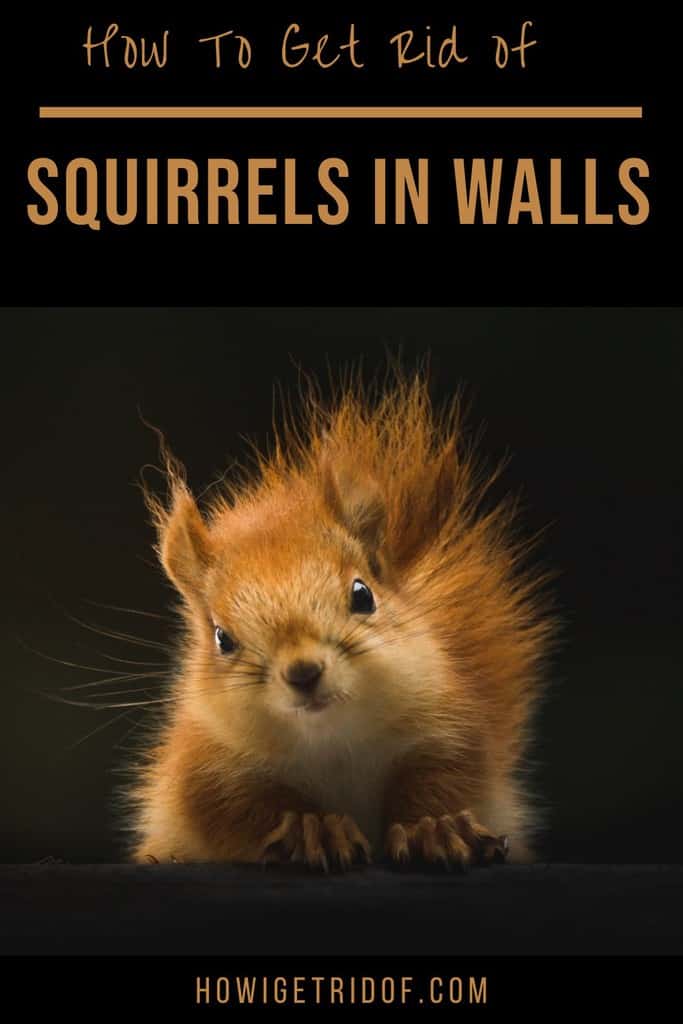 How To Get Rid Of Squirrels In Walls How I Get Rid Of