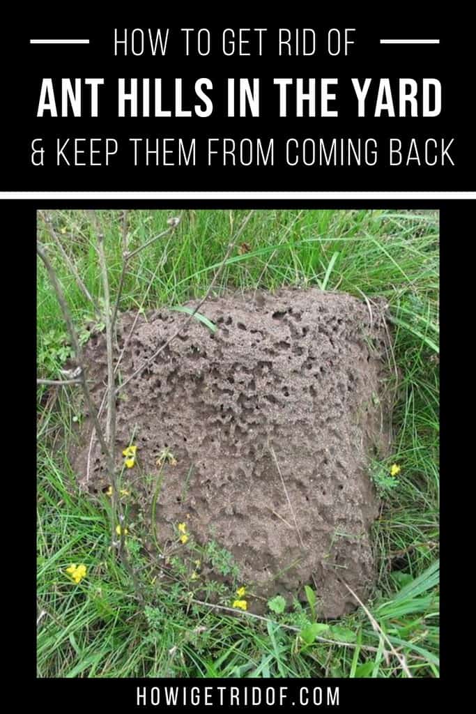 How to Get Rid of Ant Hills in the Yard How I Get Rid Of