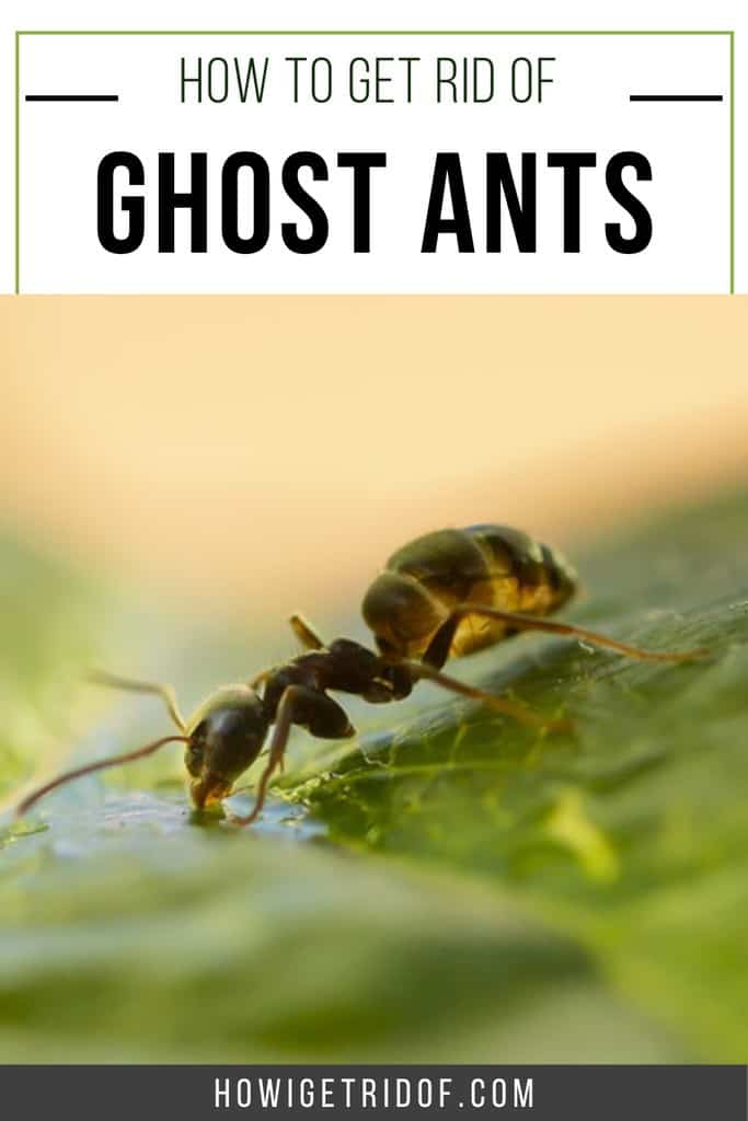 how-to-get-rid-of-ghost-ants-how-i-get-rid-of