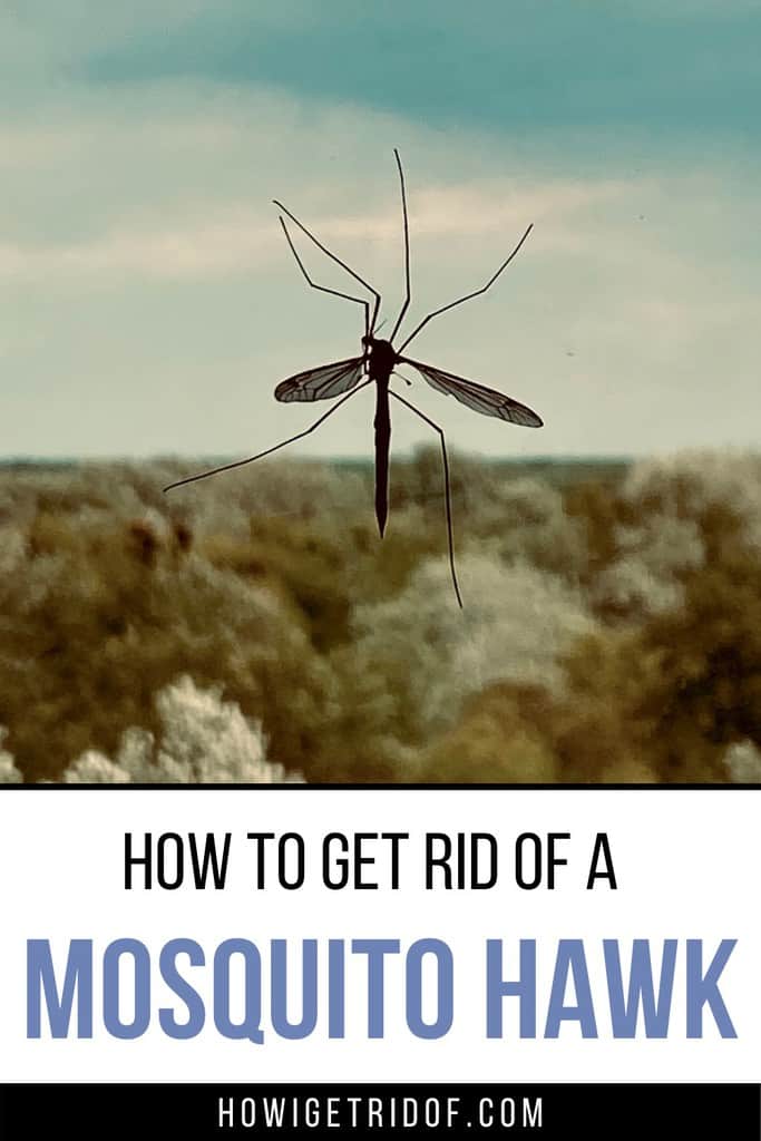 How To Get Rid of The Mosquito Hawk How I Get Rid Of
