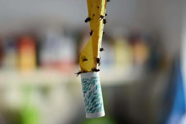 Pic 2 flies on a sticky tape