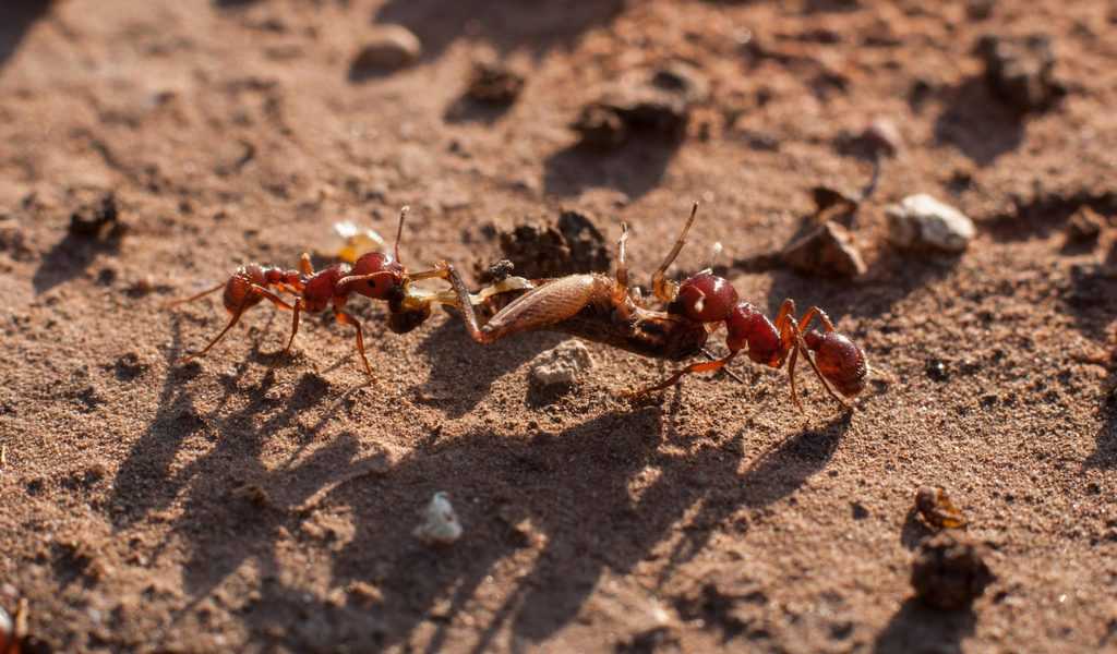 How to Get Rid of Ant Hills in the Yard How I Get Rid Of