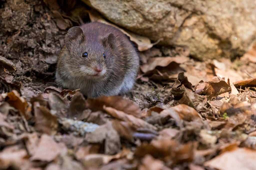 How To Get Rid Of Rats In Yard - How I Get Rid Of