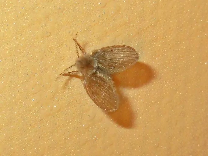 Pic 4 a drain fly