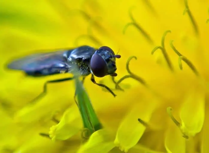 Pic 7 Sphaerocerid Flies