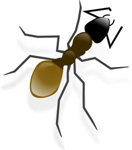 How To Get Rid of Ghost Ants - How I Get Rid Of