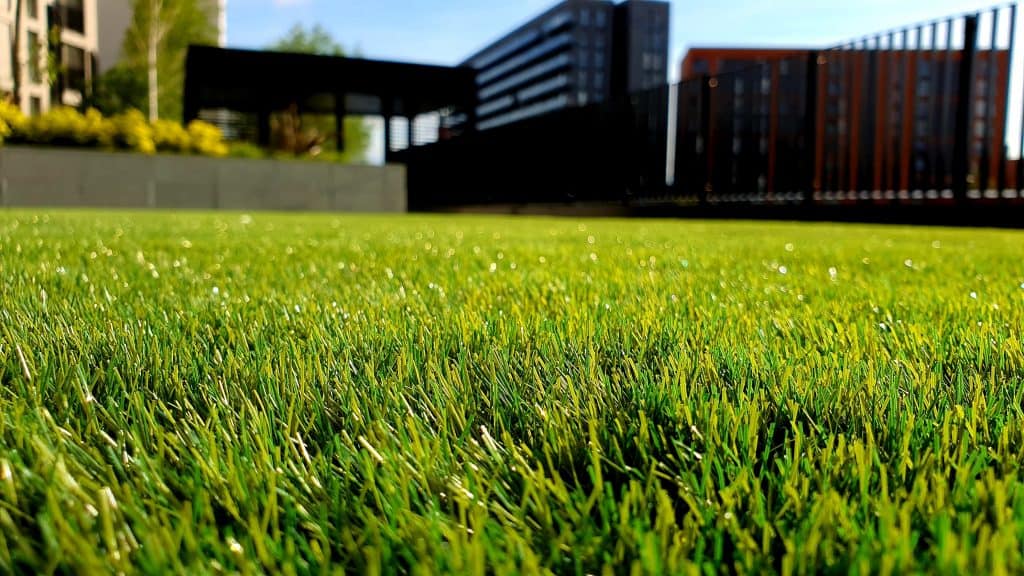 Pic 8 a green lawn