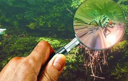 Pic 9 a magnifying glass on a fly