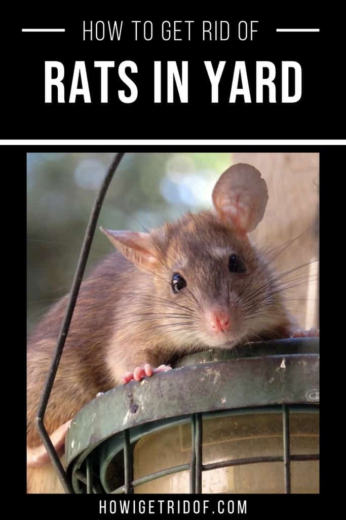 How To Get Rid Of Rats In Yard - How I Get Rid Of - How To Get Rid Of Rats In Your Yard