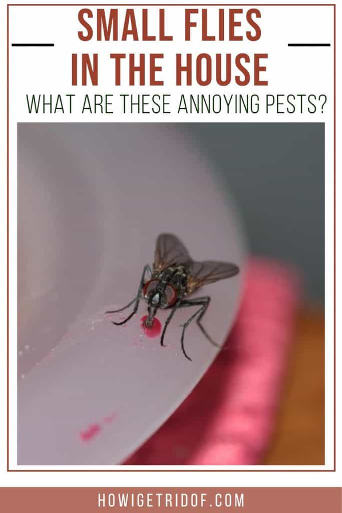 Small Flies In House - What ARE These Annoying Pests? - How I Get Rid Of - How To Get Rid Of Tiny Flies In House