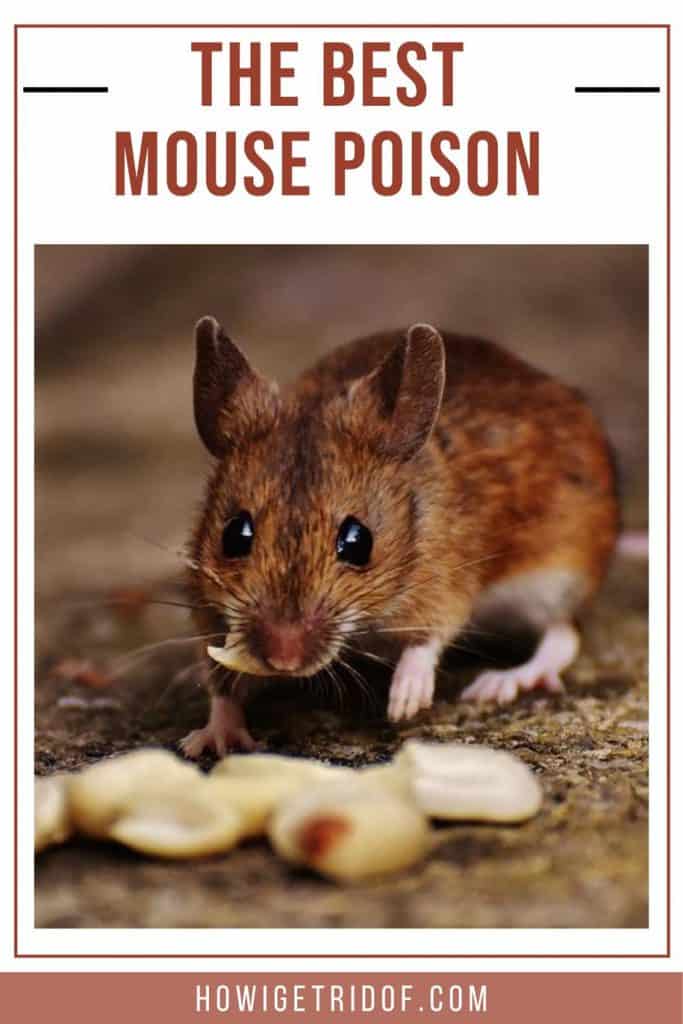 Best Mouse Poison How I Get Rid Of