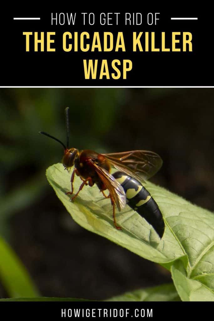 How To Get Rid of A Cicada Killer Wasp How I Get Rid Of
