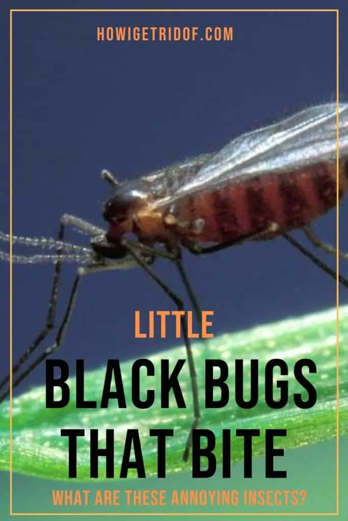 Little Black Bugs that Bite 2