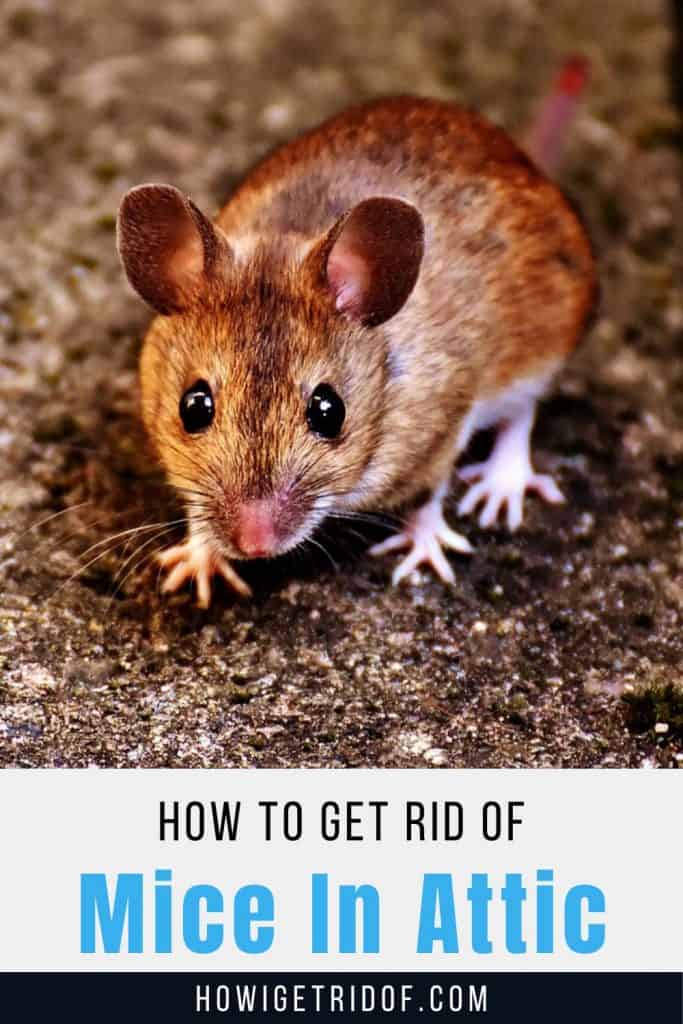 How To Get Rid Of Mice In Attic How I Get Rid Of