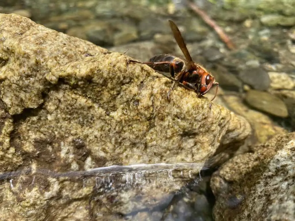 Pic 4 a red wasp near water