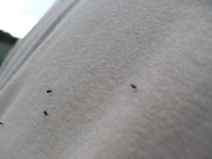 Pic 4 gnats