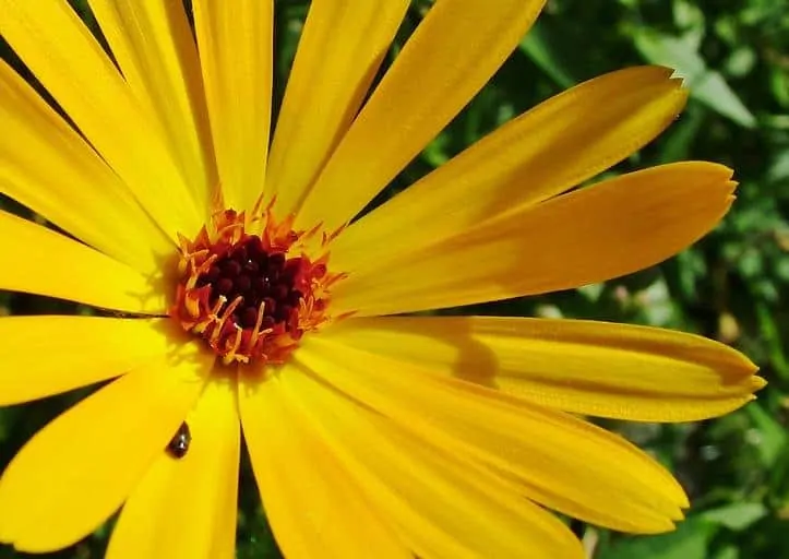 Pic 5 a minute pirate bug on a yellow flower