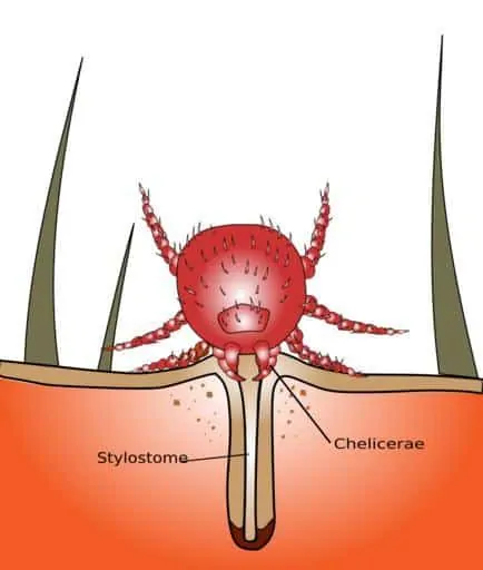 Pic 6 a chigger drawing