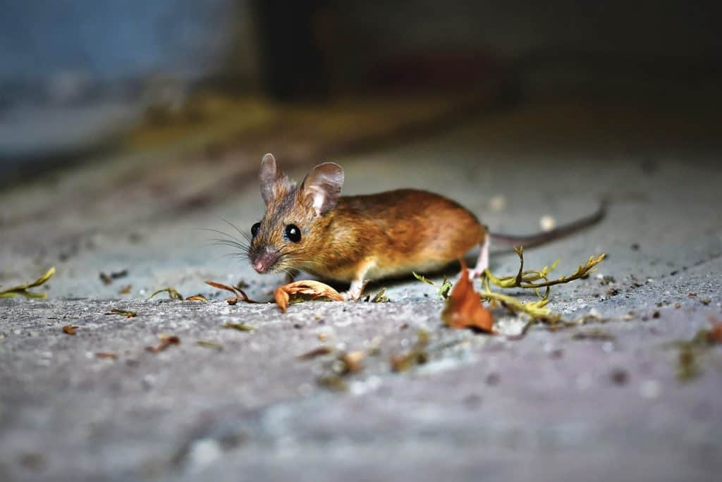 How To Get Rid Of Mice In Attic How I Get Rid Of