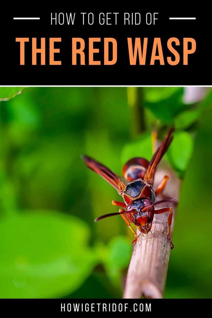 How To Get Rid of A Red Wasp How I Get Rid Of