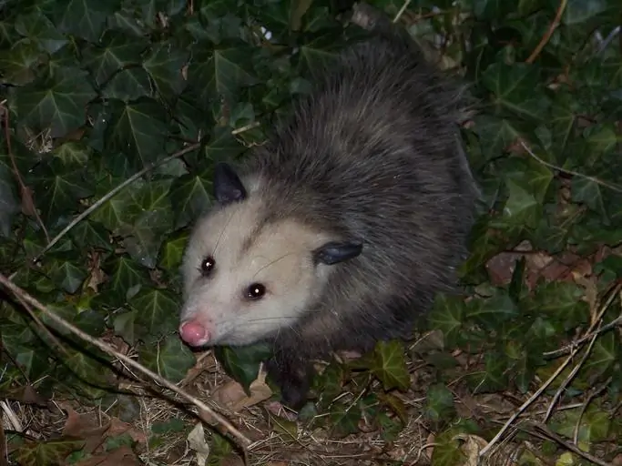 Pic 8 a possum at night